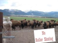 you-cant-roller-skate-in-a-buffalo-herd